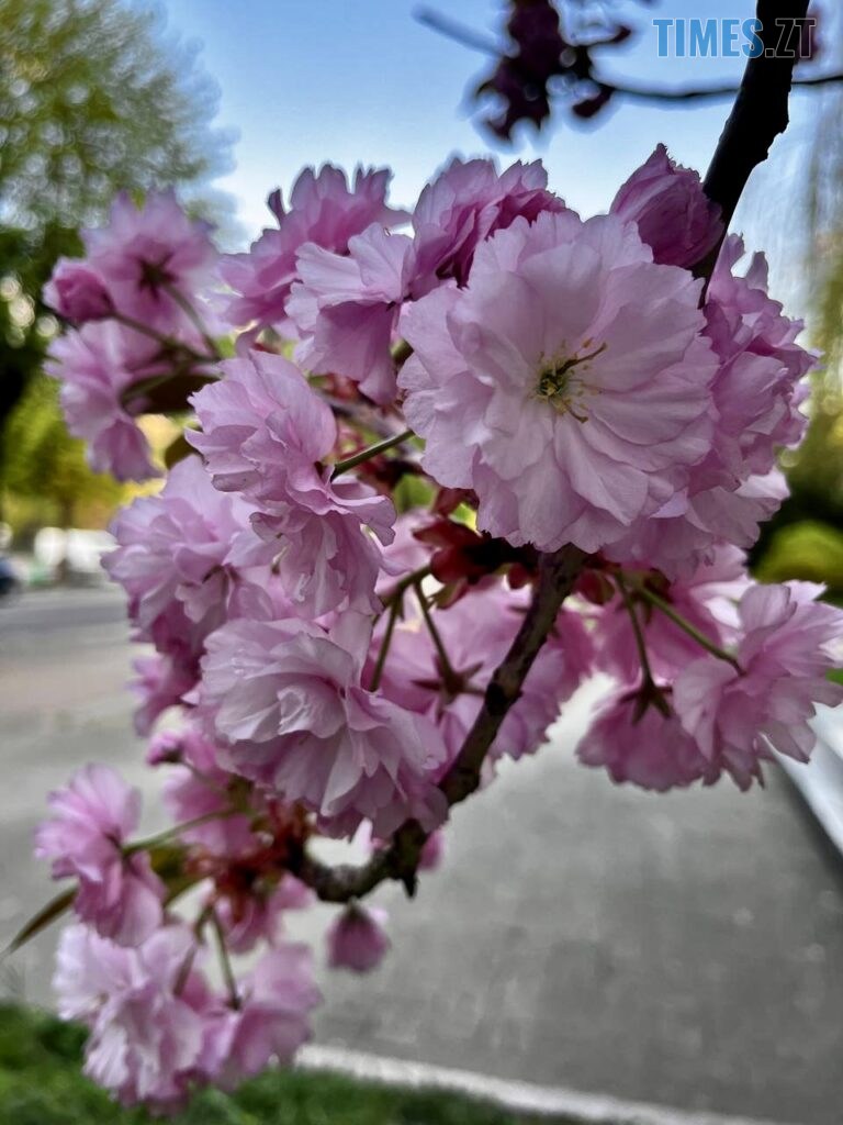 Житомир: весна – у розквіті (ФОТОРЕПОРТАЖ)