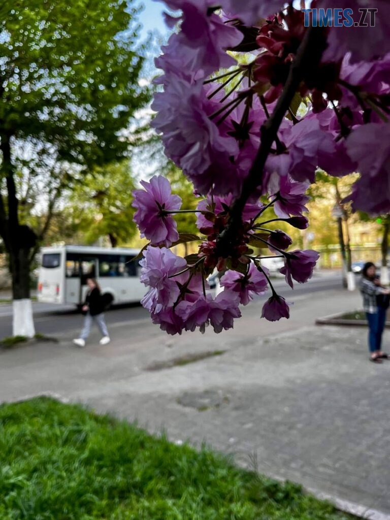 Житомир: весна – у розквіті (ФОТОРЕПОРТАЖ)
