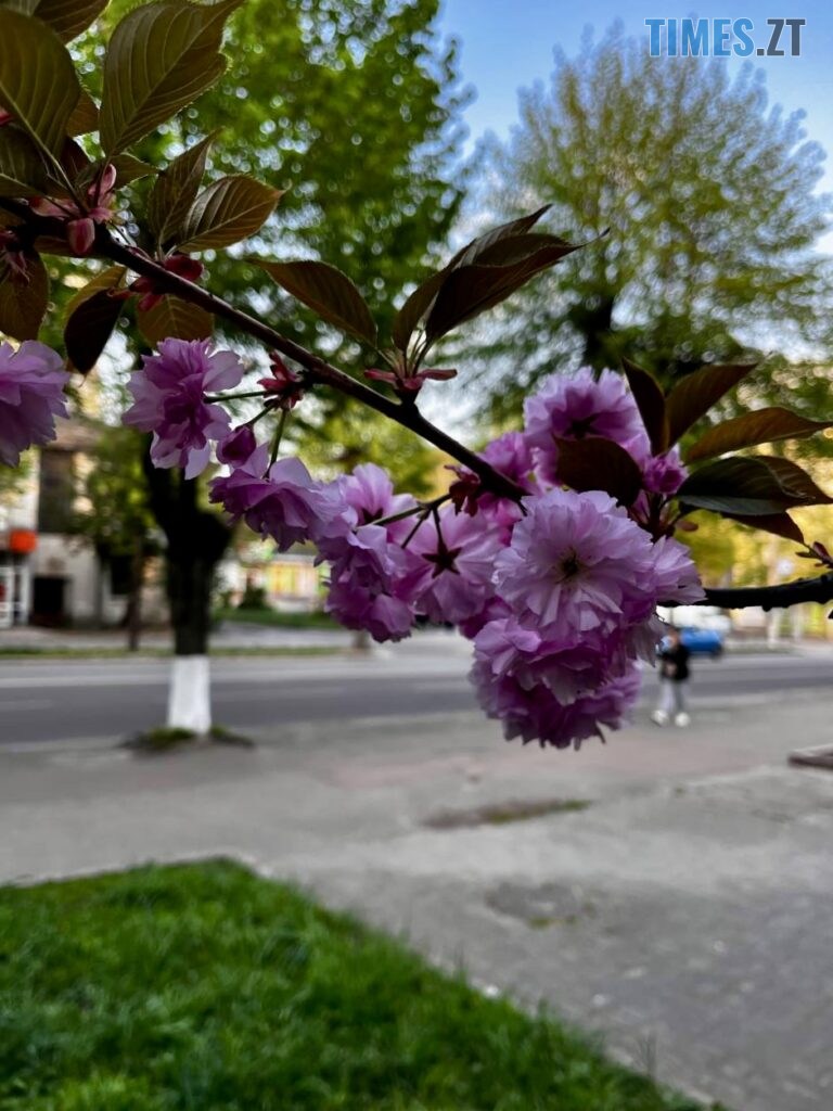 Житомир: весна – у розквіті (ФОТОРЕПОРТАЖ)