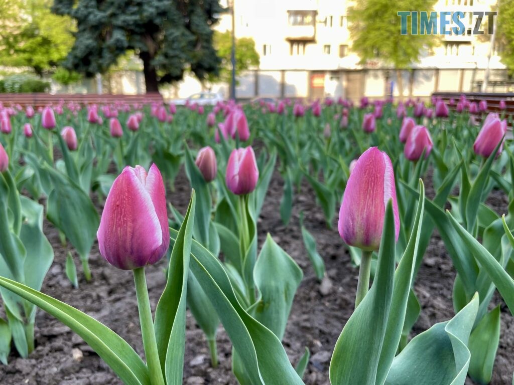 Житомир: весна – у розквіті (ФОТОРЕПОРТАЖ)