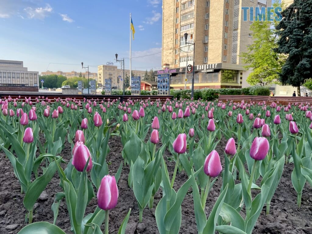 Житомир: весна – у розквіті (ФОТОРЕПОРТАЖ)