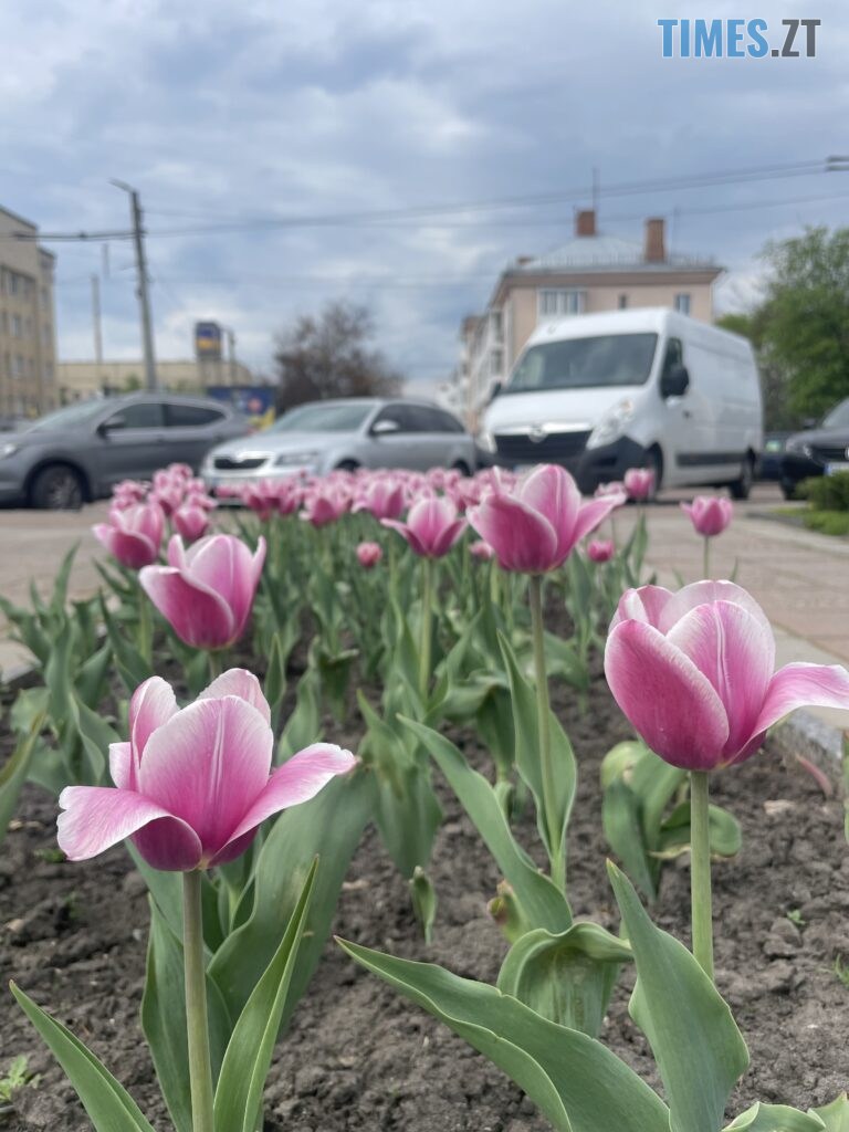 Житомир: весна – у розквіті (ФОТОРЕПОРТАЖ)