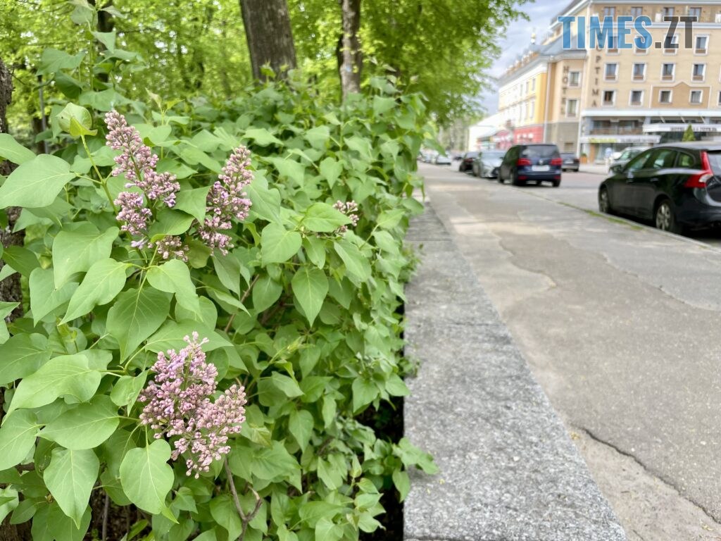 Житомир: весна – у розквіті (ФОТОРЕПОРТАЖ)