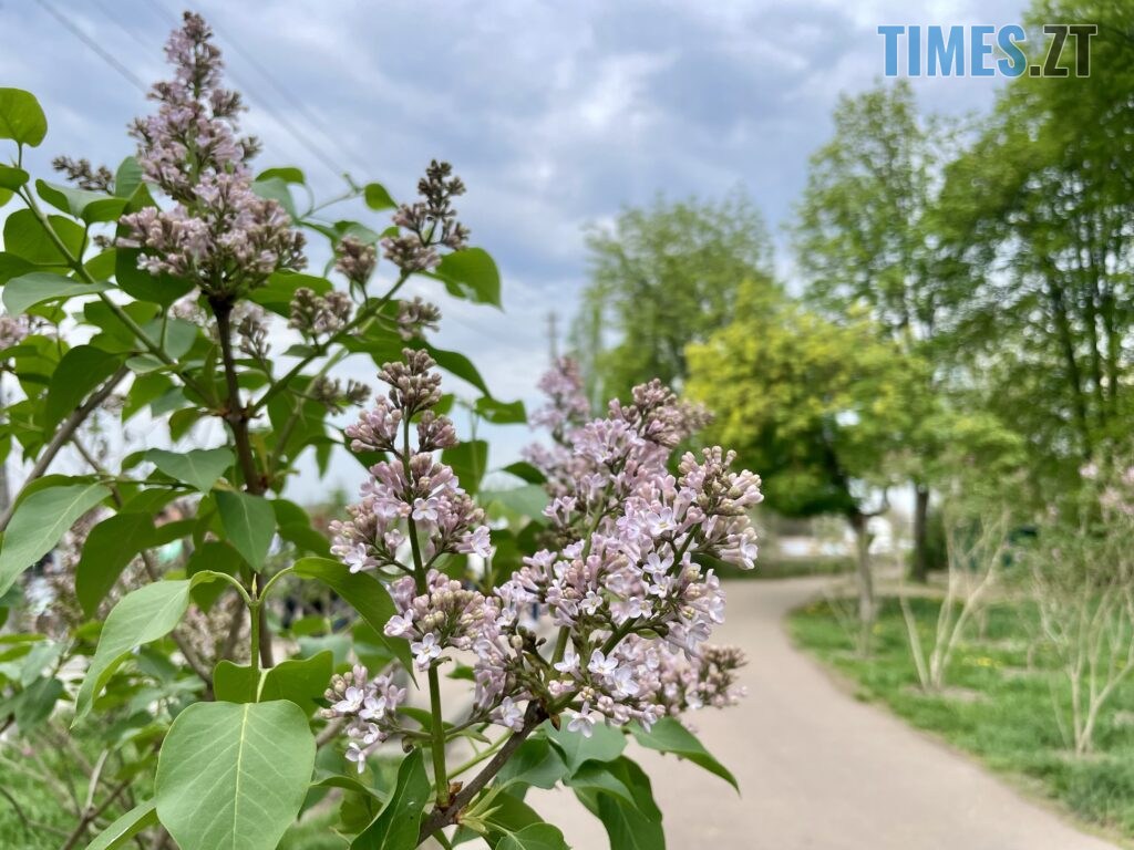 Житомир: весна – у розквіті (ФОТОРЕПОРТАЖ)