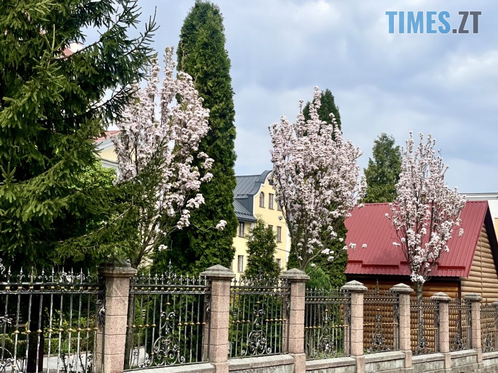 Житомир: весна – у розквіті (ФОТОРЕПОРТАЖ)