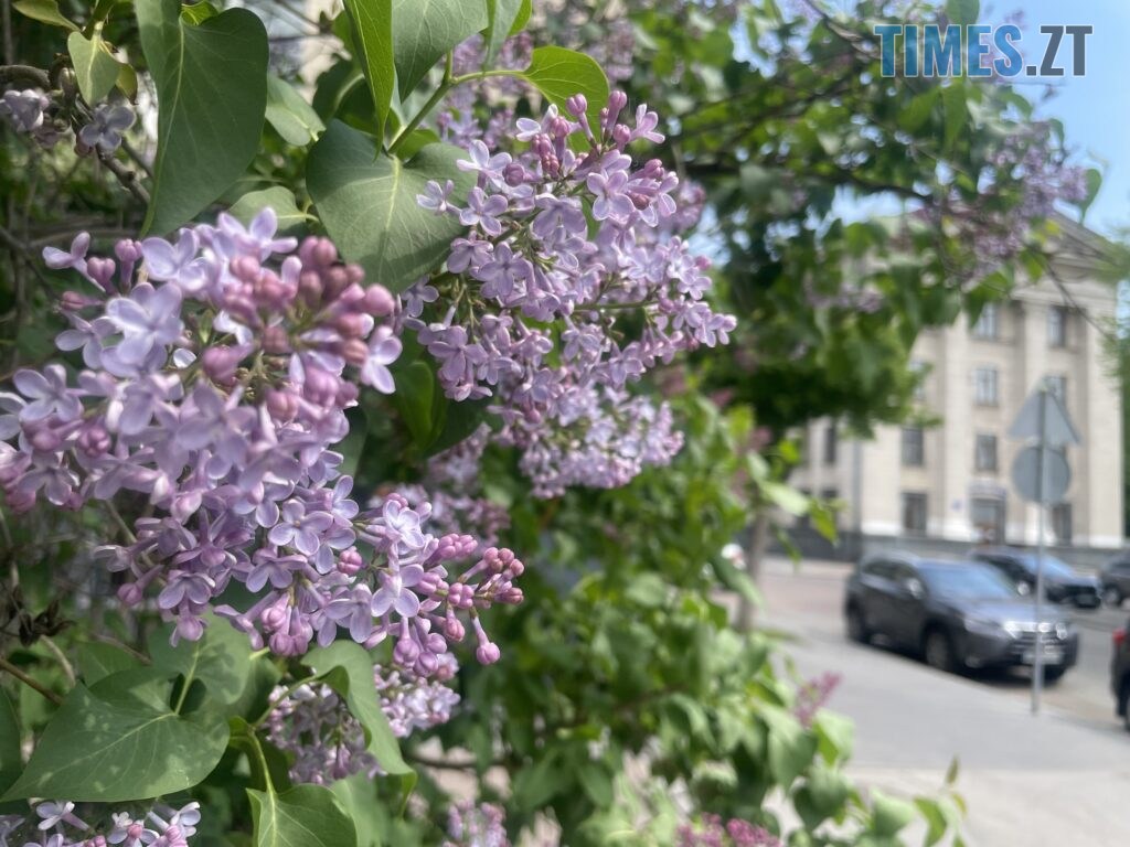 Житомир: весна – у розквіті (ФОТОРЕПОРТАЖ)