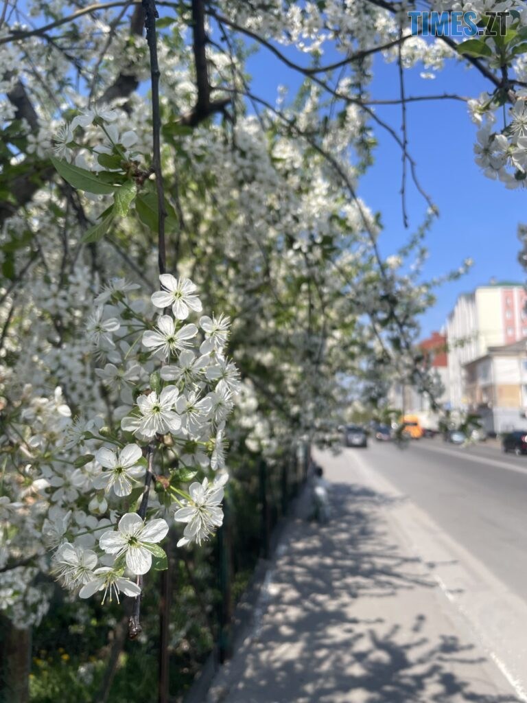 Житомир: весна – у розквіті (ФОТОРЕПОРТАЖ)