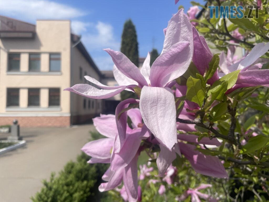 Житомир: весна – у розквіті (ФОТОРЕПОРТАЖ)