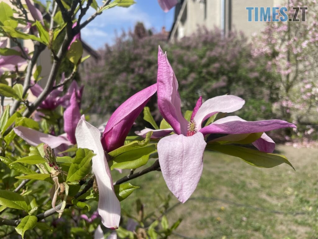 Житомир: весна – у розквіті (ФОТОРЕПОРТАЖ)
