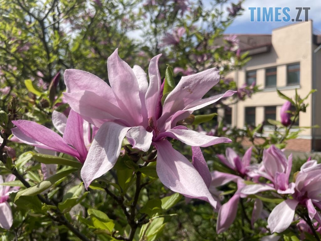 Житомир: весна – у розквіті (ФОТОРЕПОРТАЖ)