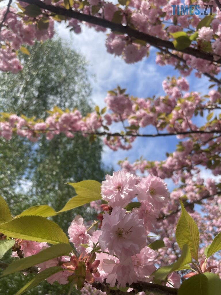 Житомир: весна – у розквіті (ФОТОРЕПОРТАЖ)