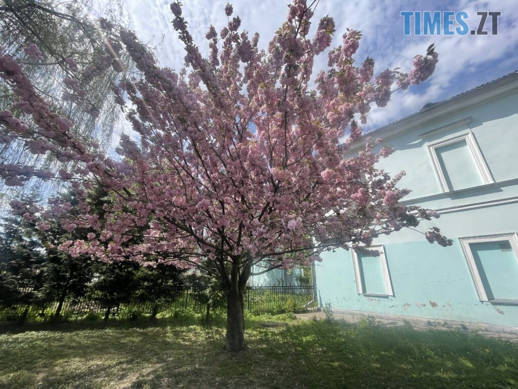 Житомир: весна – у розквіті (ФОТОРЕПОРТАЖ)