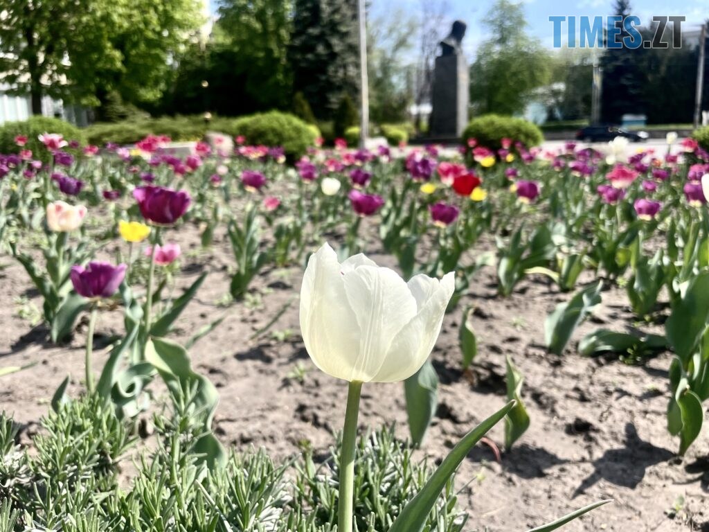 Житомир: весна – у розквіті (ФОТОРЕПОРТАЖ)