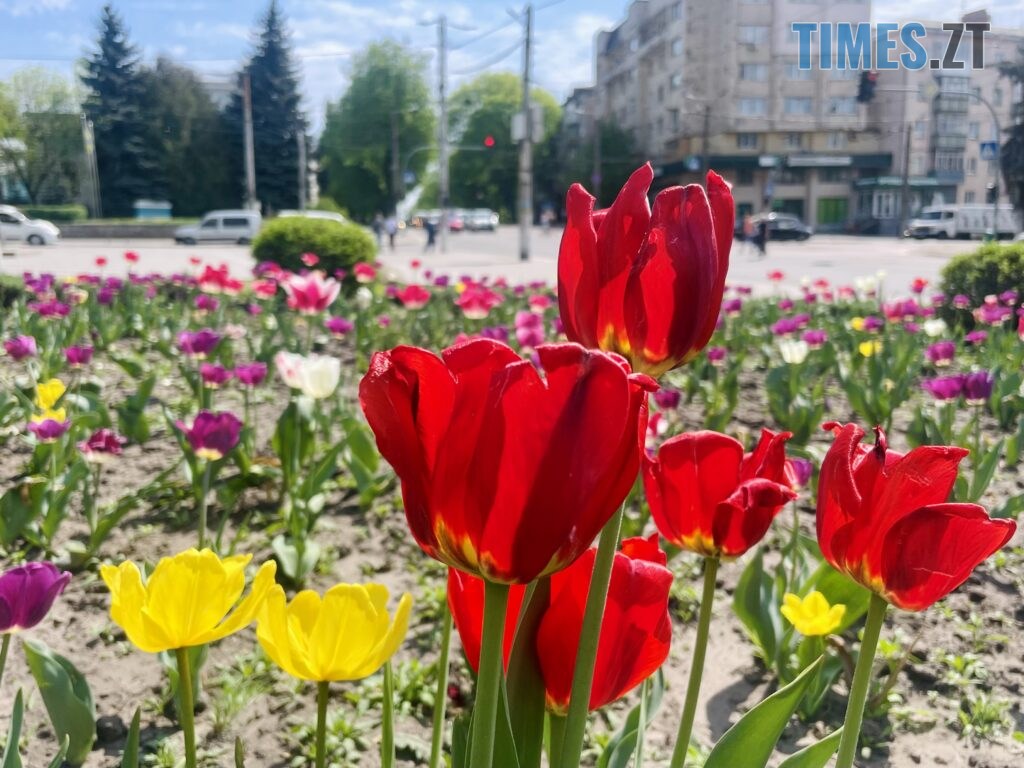 Житомир: весна – у розквіті (ФОТОРЕПОРТАЖ)