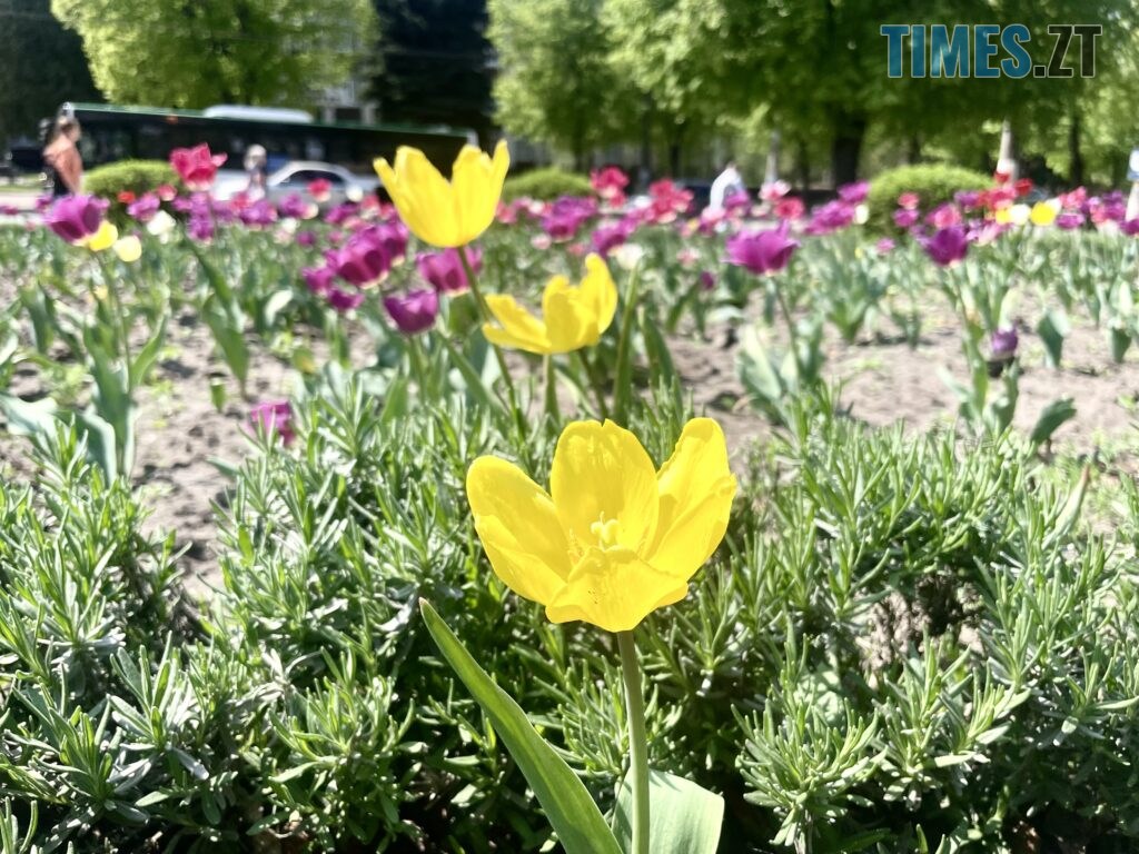 Житомир: весна – у розквіті (ФОТОРЕПОРТАЖ)