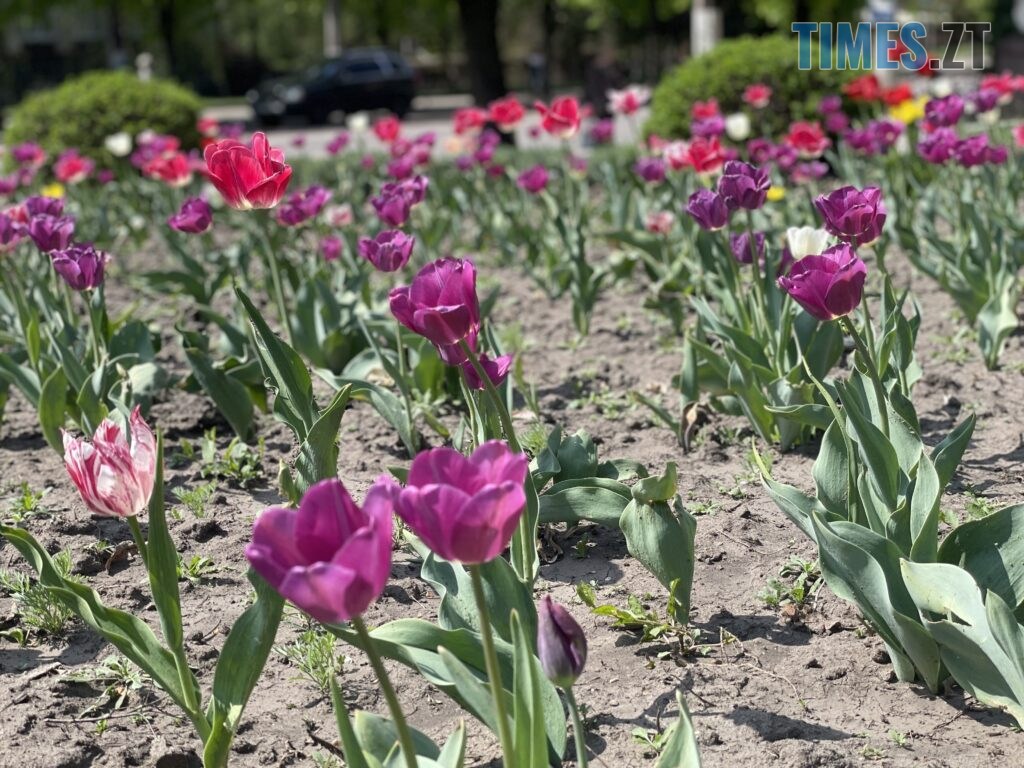 Житомир: весна – у розквіті (ФОТОРЕПОРТАЖ)