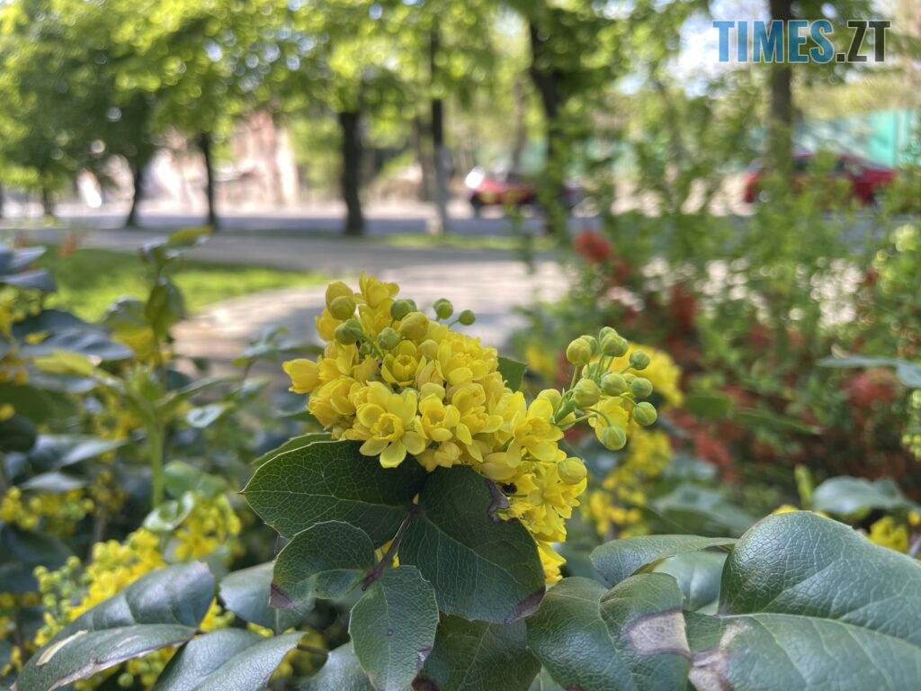 Житомир: весна – у розквіті (ФОТОРЕПОРТАЖ)