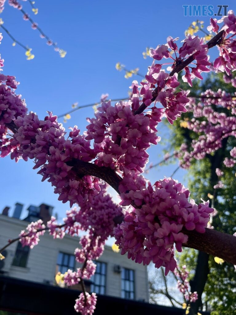 Житомир: весна – у розквіті (ФОТОРЕПОРТАЖ)