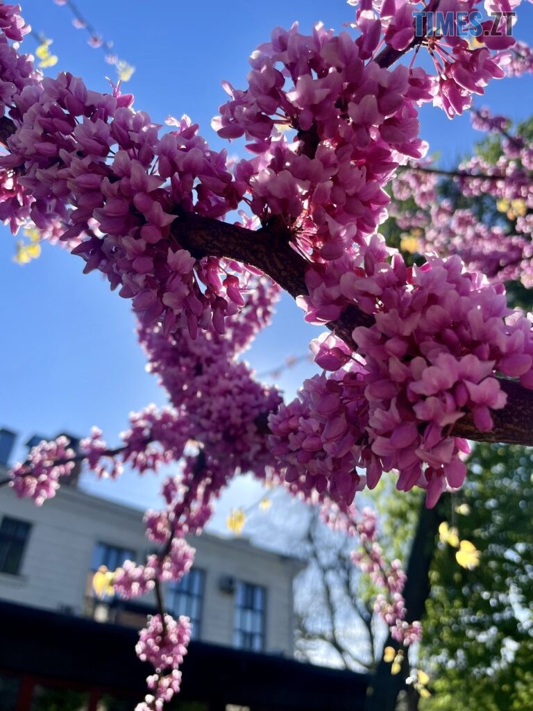 Житомир: весна – у розквіті (ФОТОРЕПОРТАЖ)
