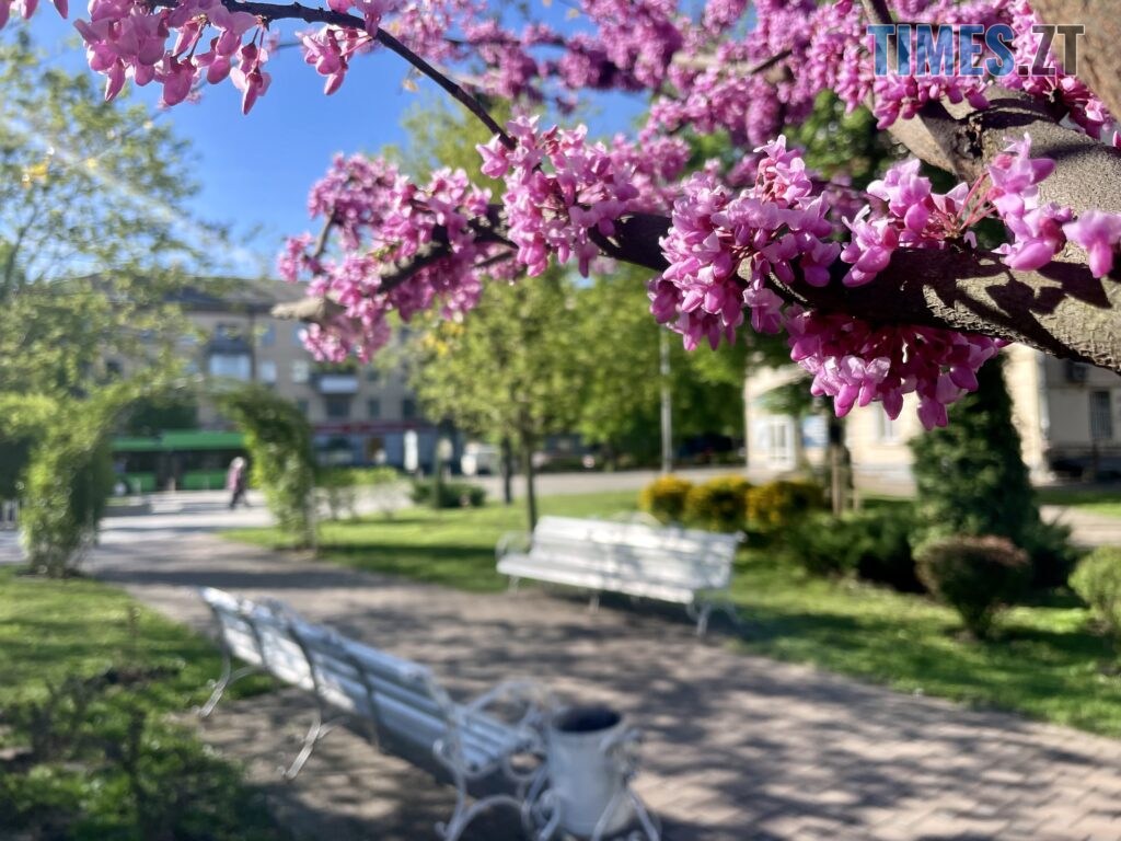 Житомир: весна – у розквіті (ФОТОРЕПОРТАЖ)