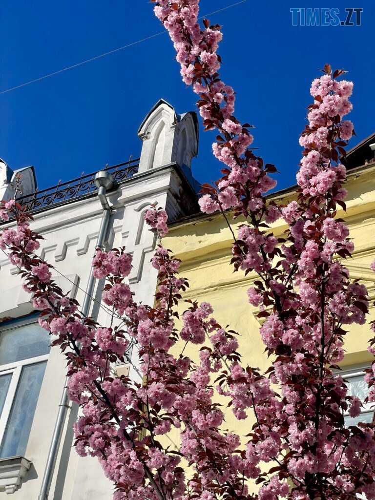 Житомир: весна – у розквіті (ФОТОРЕПОРТАЖ)
