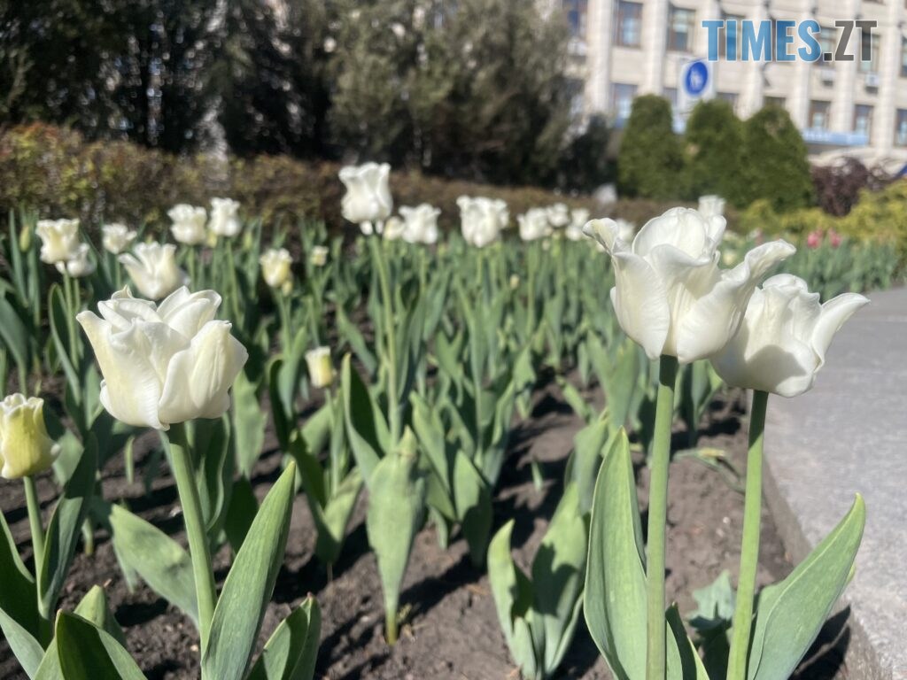 Житомир: весна – у розквіті (ФОТОРЕПОРТАЖ)