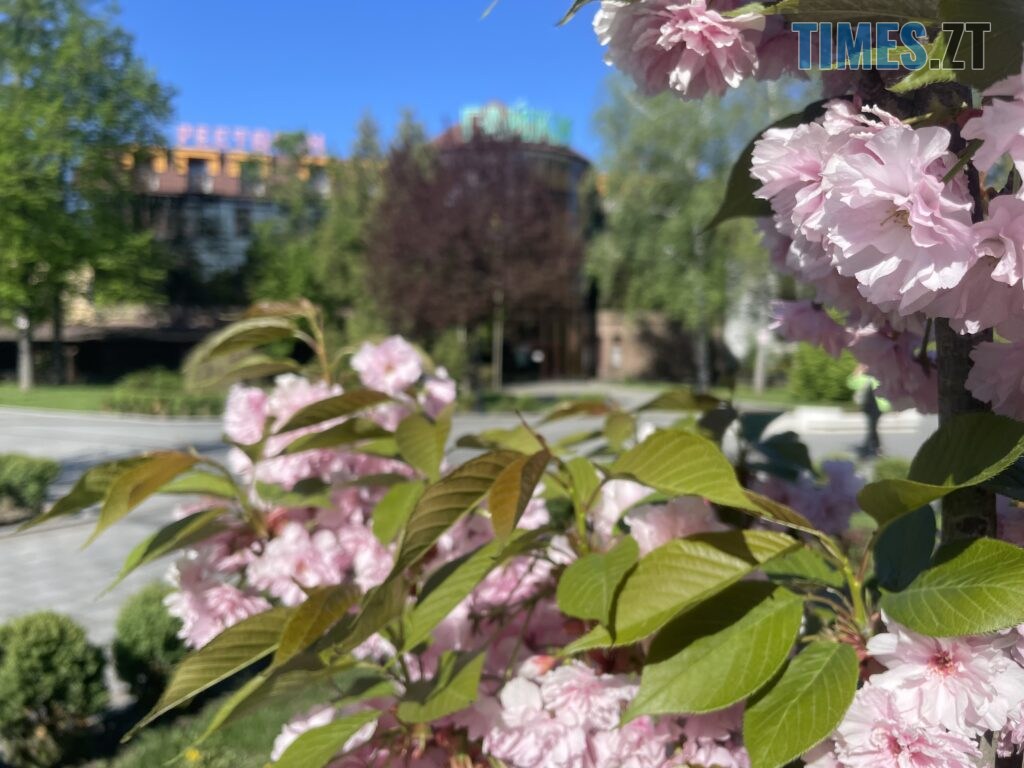 Житомир: весна – у розквіті (ФОТОРЕПОРТАЖ)