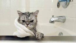 Через аварію на водогоні у Житомирі без води залишаться мешканці ряду будинків
