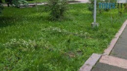 У Шодуарівському парку в Житомирі невідомі знищили висаджені сакури