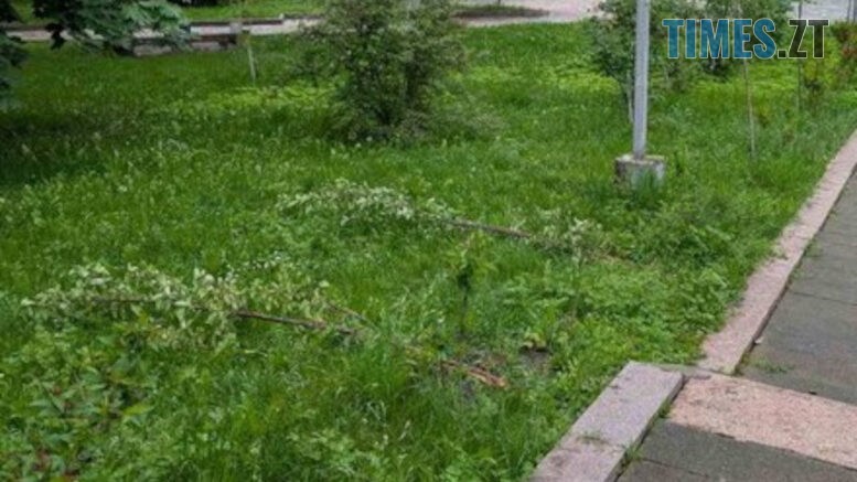У Шодуарівському парку в Житомирі невідомі знищили висаджені сакури