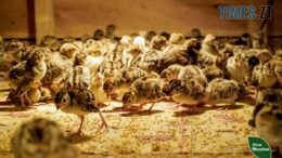 У найбільшому державному фазанарію країни на Житомирщині народилося понад 300 фазаненят