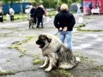 Майже 800 учасників і 70 різних порід: у Житомирі вперше проходить Всеукраїнська виставка собак