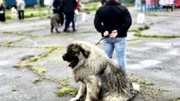 Майже 800 учасників і 70 різних порід: у Житомирі вперше проходить Всеукраїнська виставка собак