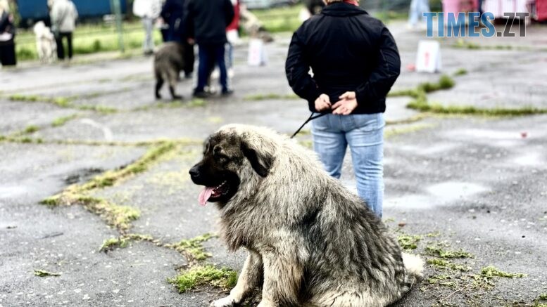 Майже 800 учасників і 70 різних порід: у Житомирі вперше проходить Всеукраїнська виставка собак