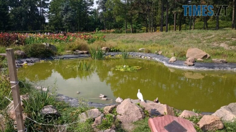 Цветение воды в пруду: что делать и как этого избежать