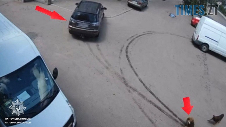 У Житомирі правоохоронці розслідують випадок жорстоко поводження з твариною