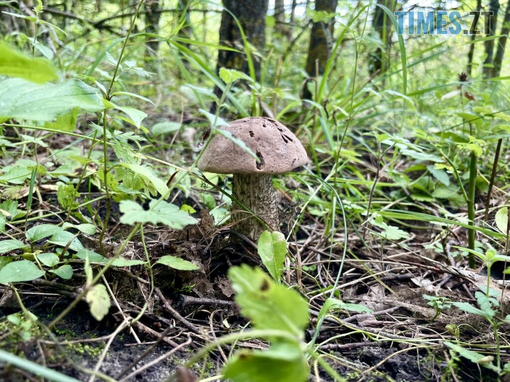 Грибні вихідні на Житомирщині (ФОТО)