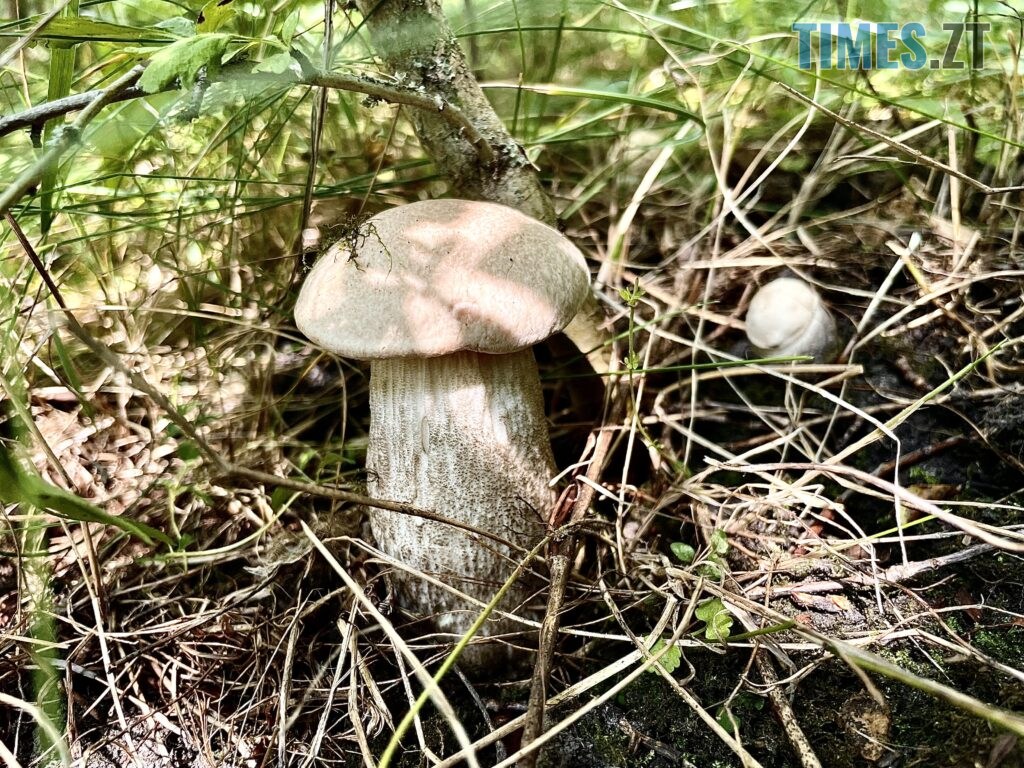 Грибні вихідні на Житомирщині (ФОТО)