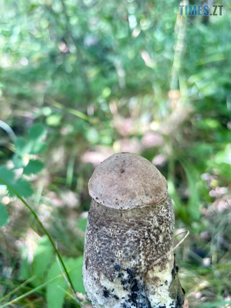 Грибні вихідні на Житомирщині (ФОТО)