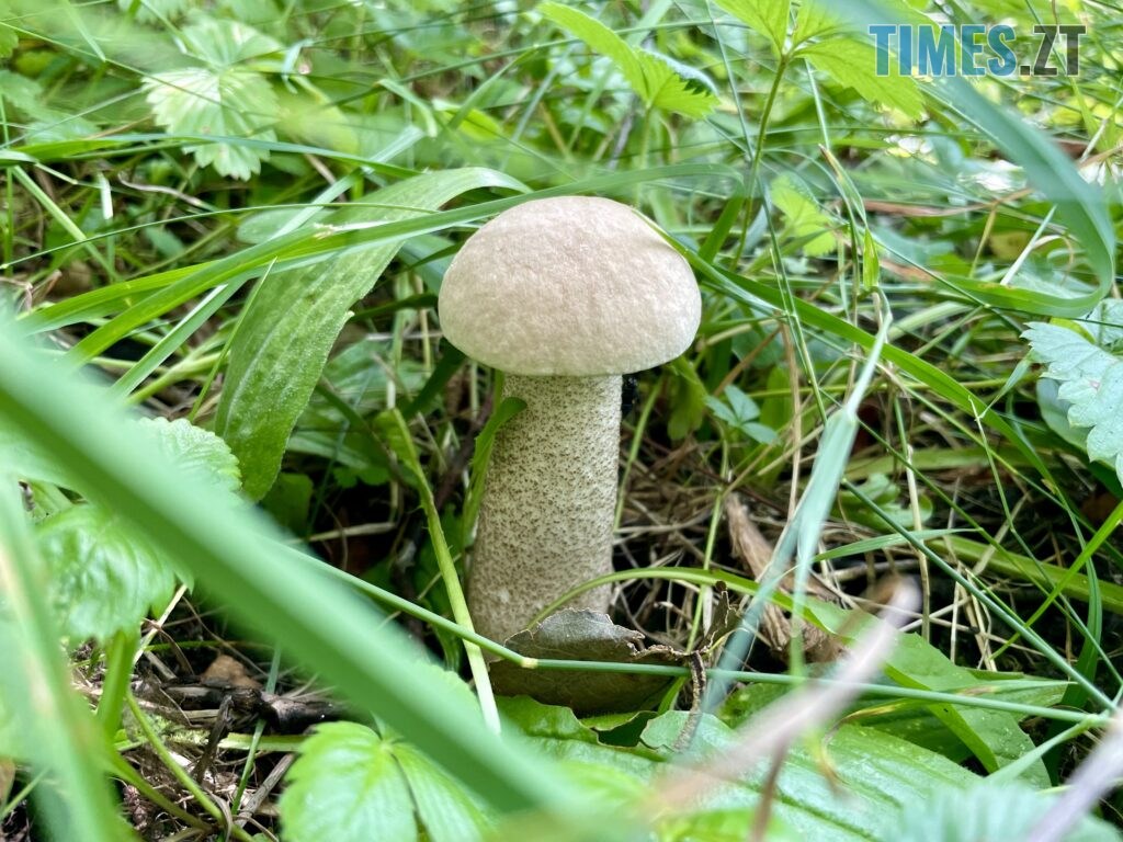 Грибні вихідні на Житомирщині (ФОТО)