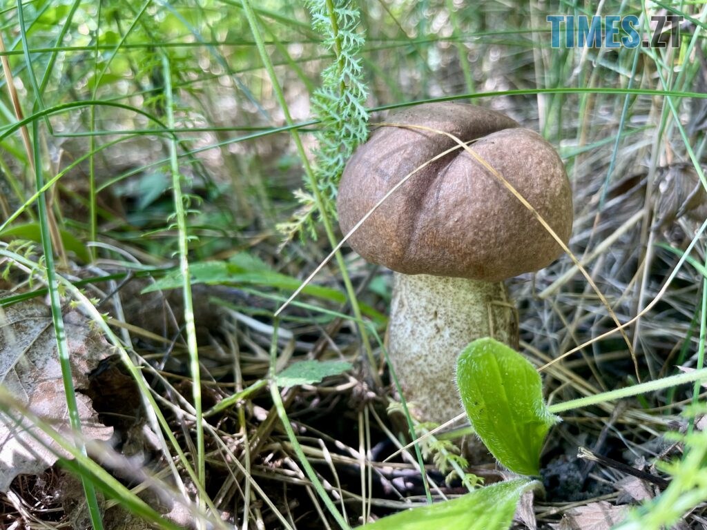 Грибні вихідні на Житомирщині (ФОТО)