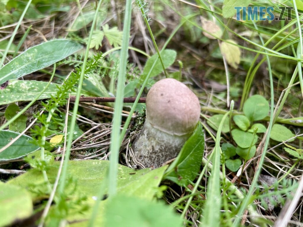 Грибні вихідні на Житомирщині (ФОТО)