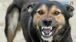 У Звягелі через сказ запроваджено карантин