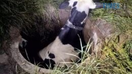 На Коростенщині бійці ДСНС врятували корову, яка провалилася в каналізаційний септик