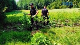У Житомирі правоохоронці виявили серед посівів кукурудзи цілу плантацію конопель, які сягали людського зросту