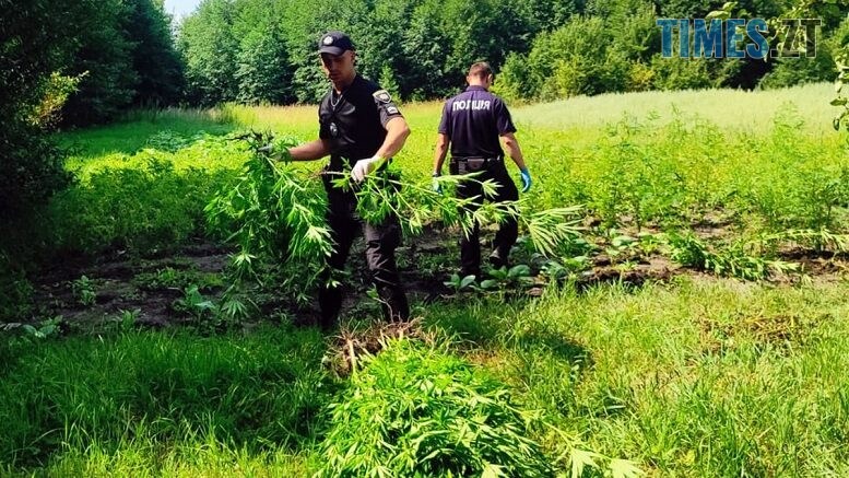 У Житомирі правоохоронці виявили серед посівів кукурудзи цілу плантацію конопель, які сягали людського зросту