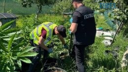 Житомирські правоохоронці викрили місцевого мешканця на вирощуванні конопель і збуті канабісу