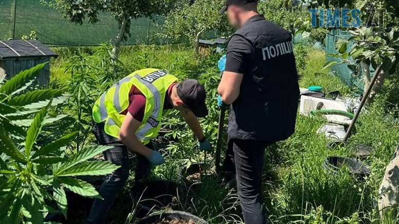 Житомирські правоохоронці викрили місцевого мешканця на вирощуванні конопель і збуті канабісу