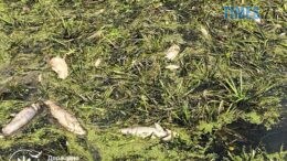 В Ємільчино екологи зафіксували масовий мор риби: триває підрахунок збитків
