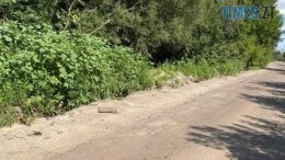 Екологи закликають містян не створювати стихійних сміттєзвалищ вздовж автошляху до Житомирського полігону ТПВ
